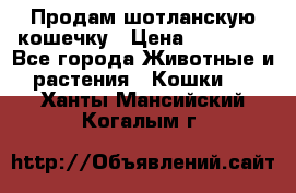 Продам шотланскую кошечку › Цена ­ 10 000 - Все города Животные и растения » Кошки   . Ханты-Мансийский,Когалым г.